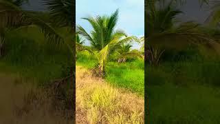 Bds nghĩ dưỡng view suối đường nhựa! Hiếm có