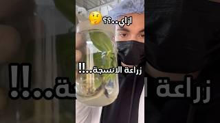 عمرك شوفت زراعة الانسجة..!!  #explore #plants #نباتات #علوم_الزراعه #زراعة #اشجار #اكسبلور #نباتاتي