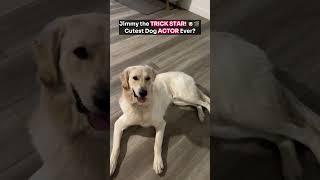 Jimmy the Golden Retriever Shows Off His Cutest Tricks Like a Professional Dog Actor 