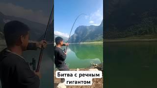 Это уровень!!! Вытащил 30 кг Амура на удочку! #рыбалка
