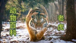 動物百科：叢林之王 老虎