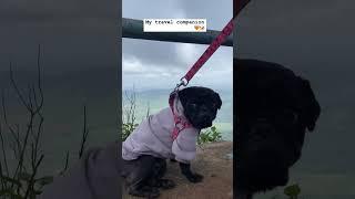 My travel companion ,  #reels #shortvideo #pug #pugazh