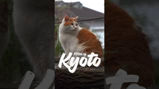 Cats of Kyoto #catsofinstagram #catshorts #kyoto #japantravel