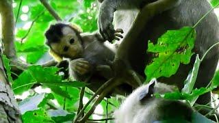 Hmm! So Pity Baby Delena, Monkey Kari Kidnapping Both Morning & Evening, Baby So Tired# How Monkey