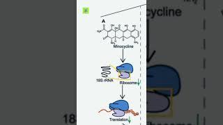 Antiaging compounds -1 | #antiaging medicine |#longevity drugs |#viral #shorts |#minocycline