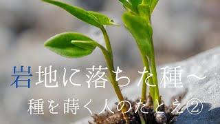 「岩地に落ちた種〜種を蒔く人のたとえ②」マタイの福音書 13章5〜6節, 20〜21節　【チャプター・多言語字幕つき】2024年1月28日　聖日礼拝