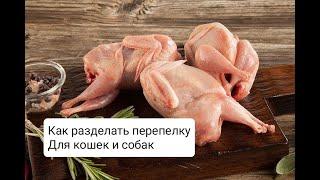 ПЕРЕПЛКА В ПИТАНИИ ЩЕНЯТ И КОТЯТ.  КАК ДАВАТЬ ПЕРЕПЕЛКУ ЩЕНКАИ?