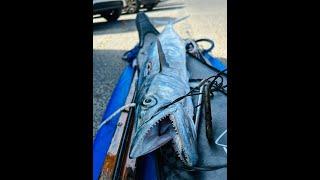 דייג בצלילה חופשית - פלמידות - 13.09.24 - Spearfishing Israel - Spanish Mackerels