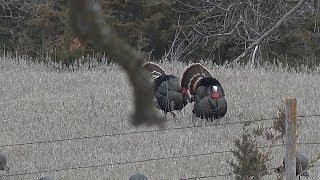 Outdoor Junkies tv -  Nebraska Turkey hunts with shotguns and bows