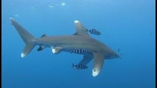 Oceanic Whitetip Shark at Elphinstone by Robby Frank