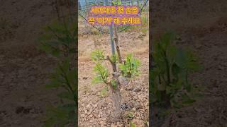 사과대추 첫잎 제거 이유는? #사과대추 재배 #농사노하우 #농사꿀팁 #사과대추