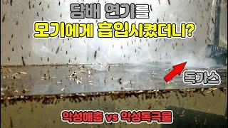 [모기지옥3]  모기에게 담배연기를 흡입시켰더니 충격적인 결과가...이래도 피우실건가요..