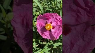 Orchid Rockrose, Purple Rockrose Cistus purpureus in Coto de Caza #shorts