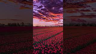 The Beauty Of Nature #shorts #ag.arpon.vlogs #beautiful