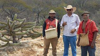 UMA VIAGEM PELA CAATINGA DO SERTÃO NORDESTINO COM O CANAL SERTÃO MAMOEIRO.