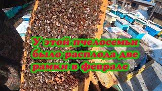 ЧТО СТАЛО С ПЧЕЛОСЕМЬЁЙ, КОТОРАЯ РАНО ВОШЛА В АКТИВНОЕ СОСТОЯНИЕ ПРИ ЗИМОВКЕ НА ВОЛЕ