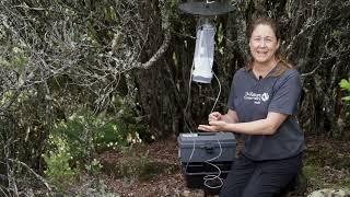 Trapping Invasive Mosquitoes in Hawaiian Forest