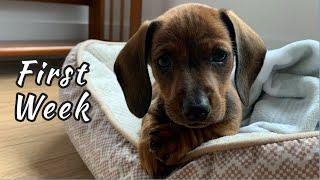 First week with mini dachshund puppy