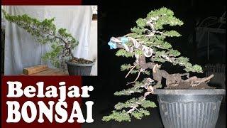 Cara Cepat Membuat Bonsai dibawah 6 Jam by Tedy Boy of Indonesia