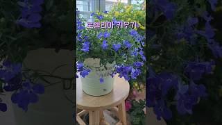 분갈이만 잘해도 로벨리아 꽃이팡팡!! #로벨리아키우기