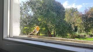 A curious Robin bird at the windows - #NatureWaltz A natural Documentary