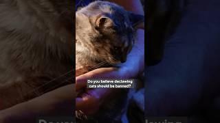 Do you think declawing cats should be illegal? Minnesota is considering it #shorts #cats