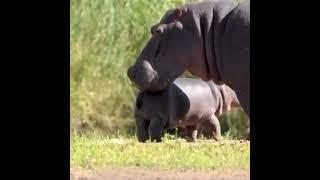 #hippopotamus #wildanimalhippo #babyhippo #hipposafari !!! HIPPOPOTAMUS WITH BABY HIPPOPOTAMUS