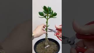 Technique pruning jade plant #bonsai #prune #gardenplant #indoorplants