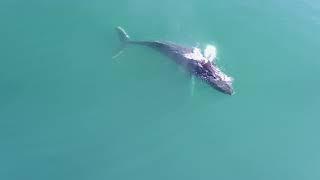 Whale watching by drone - by ELDING Akureyri, North Iceland!