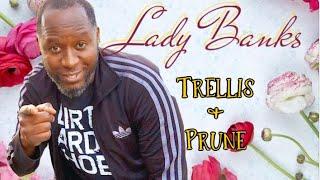 LADY BANKS// Trellis & Prune || AJ's GREEN THUMB, LLC
