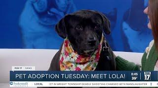 Pet Adoption Tuesday: Meet Miss Lola!