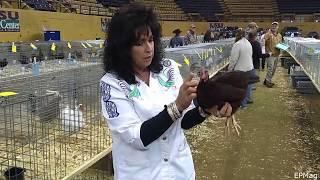 ABA Judge Jackie Koedatich On Picking Champion And Reserve Of Class (HD720p)