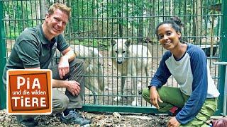 Die mit dem Wolf heult | Reportage für Kinder | Pia und die wilden Tiere