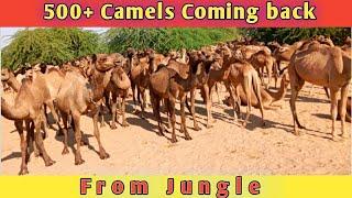 500+ Strong Camels Coming Back from Jungle || Camel Life in Thar Desert #trending #animals