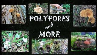 Polypores And Other Unique Mushrooms