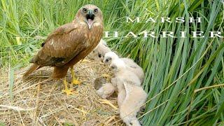 Marsh HARRIER NEST Wild Bird Live Camera