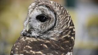 Owls can rotate their heads 270 degrees!