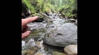 Gold Sniping Bedrock Cracks #goldmining #goldnuggets #mining