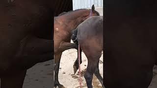 girl and horse