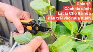 Chia sẽ đầu mùa Xuân.cắt tỉa cành lặt lá,cây ăn trái trong chậu ra bông đậu trái..