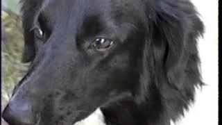 My Dog Furball, Dies suddley, This a video of her short life about 7 years