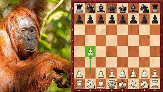 3 Brilliant Chess Miniatures Starting With Orangutan Opening