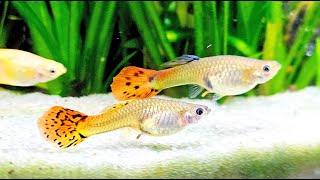 Aquarium Fish Live Stream ~ Relaxing Fish Tank Sounds ~ Real Planted Aquarium