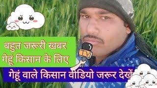 gehu Kisan/wheate farmer/ गेहूं कीसान/ incecticide /desh ki shan humare Kisan /crop care/farmer