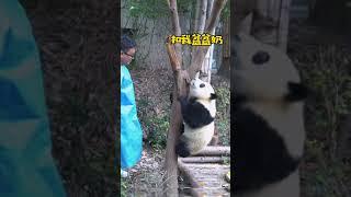 大熊猫，奶爸：遇到这么皮的熊孩子怎么办？【熊貓寶寶Panda】