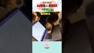 노트북 VS 뭉뭉이 관심쟁탈전ㅋ#dog #강아지 #동물더빙 #동물유머 #웃긴동물영상 #월멍