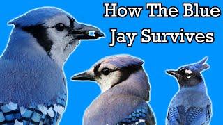 The Surprising Life of a Blue Jay - Documentary