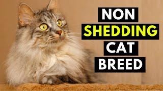 17 CAT BREEDS That SHED The LEAST - Hypoallergenic Cats