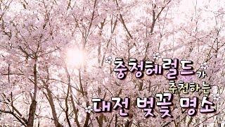 충청헤럴드가 추천하는 대전 벚꽃 명소 / 헤럴드+이슈