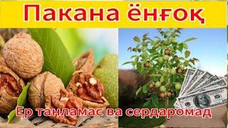 Пакана ёнғоқ / карликовый орех